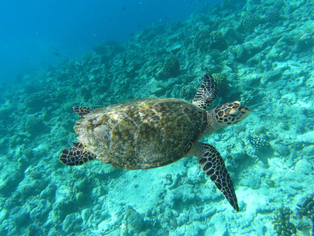 Rasdhoo Coralville Экстерьер фото