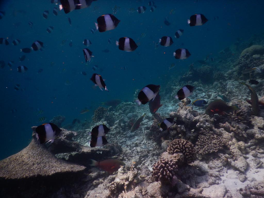 Rasdhoo Coralville Экстерьер фото