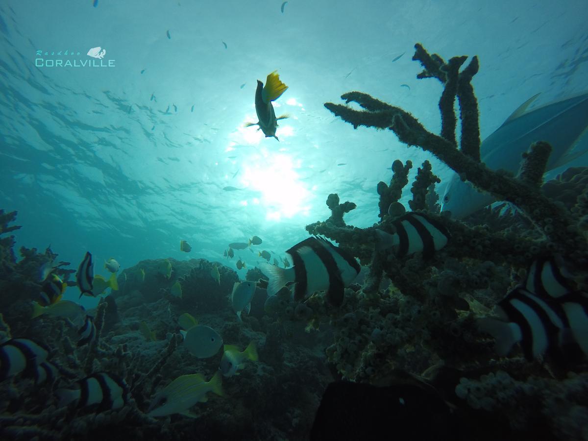 Rasdhoo Coralville Экстерьер фото